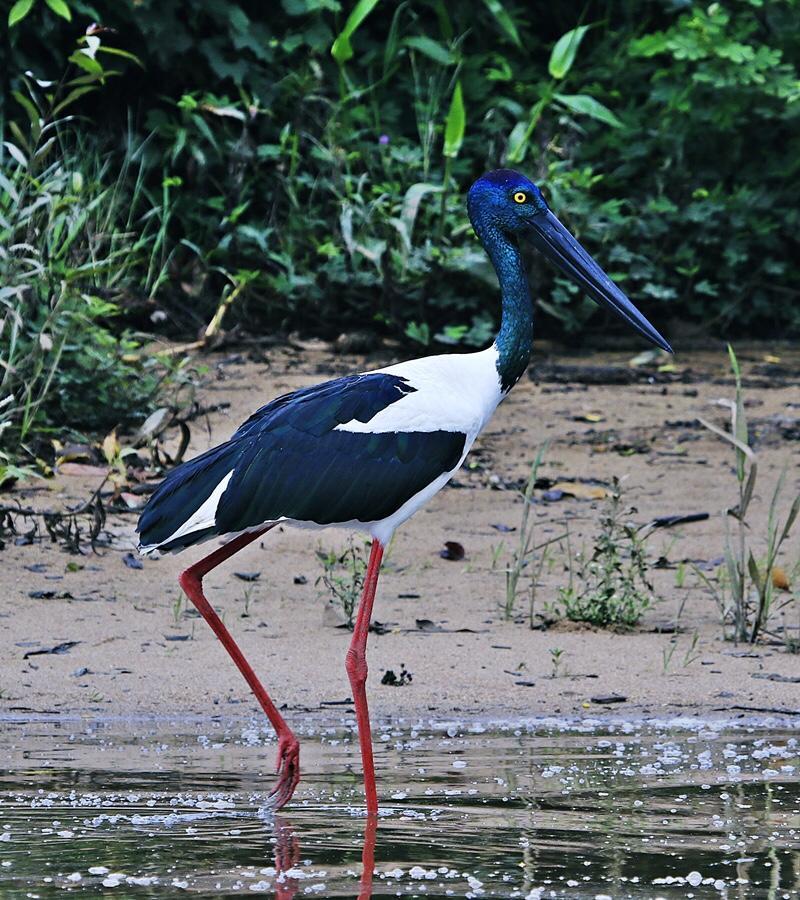 Vila Egrets Rest Daintree Exteriér fotografie