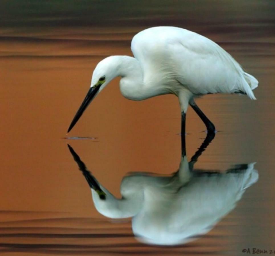 Vila Egrets Rest Daintree Exteriér fotografie