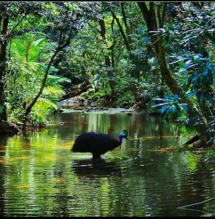Vila Egrets Rest Daintree Exteriér fotografie