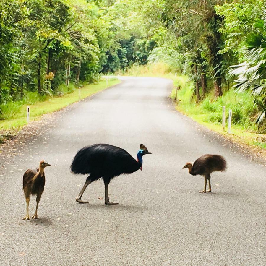 Vila Egrets Rest Daintree Exteriér fotografie