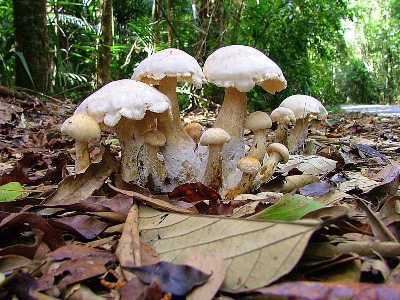 Vila Egrets Rest Daintree Exteriér fotografie